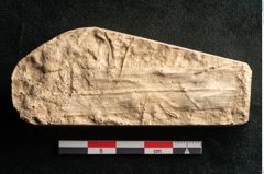 Foto (Detailansicht) von Plantae indet.  (NHMW-GEO-2024-0188-11632)